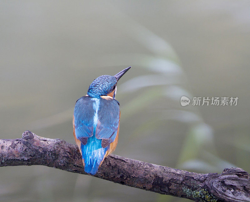 普通翠鸟(Alcedo atthis)雄性